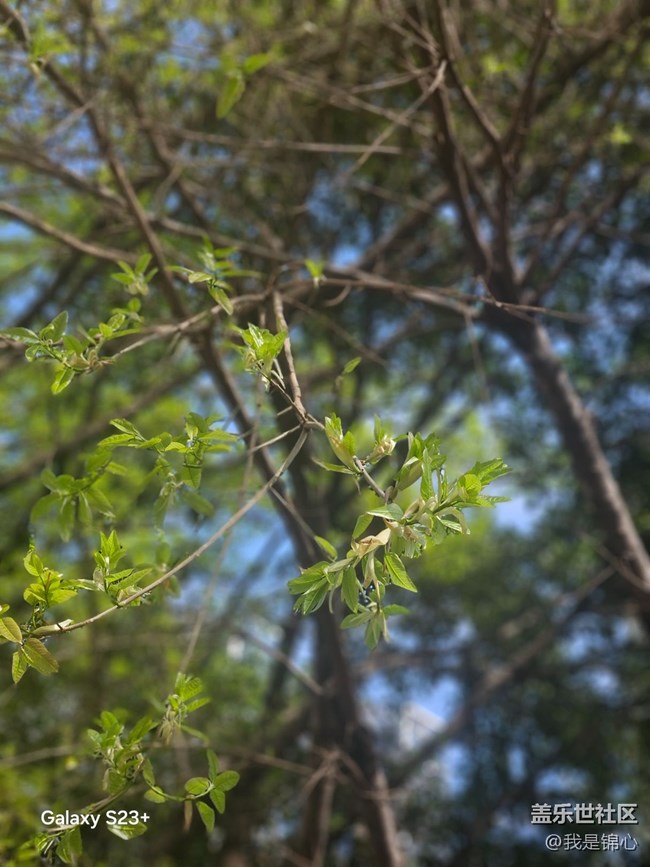 【春日限定】舒展的春天