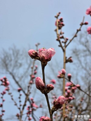 【春光里】盛开的桃花