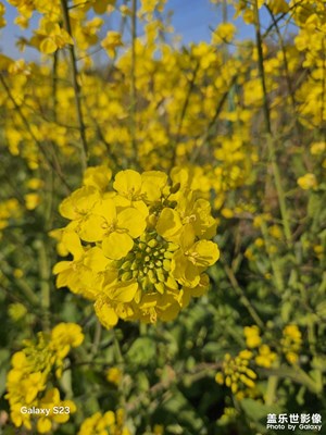 春天的油菜花来了