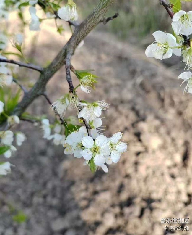 【折叠屏手机里的春天】花开茂盛