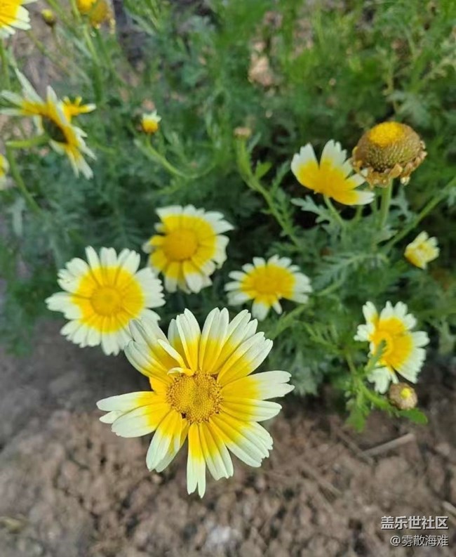 【折叠屏手机里的春天】花开茂盛