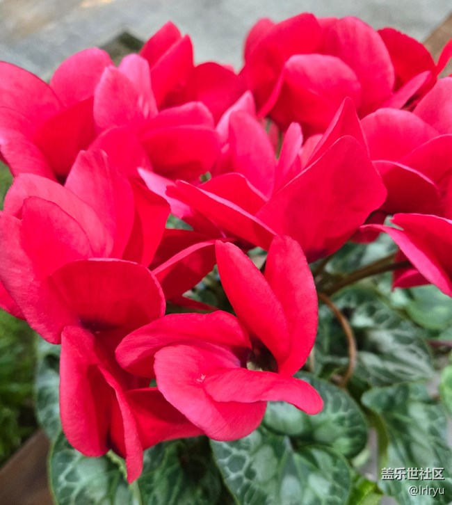 【一镜藏春】春日花语