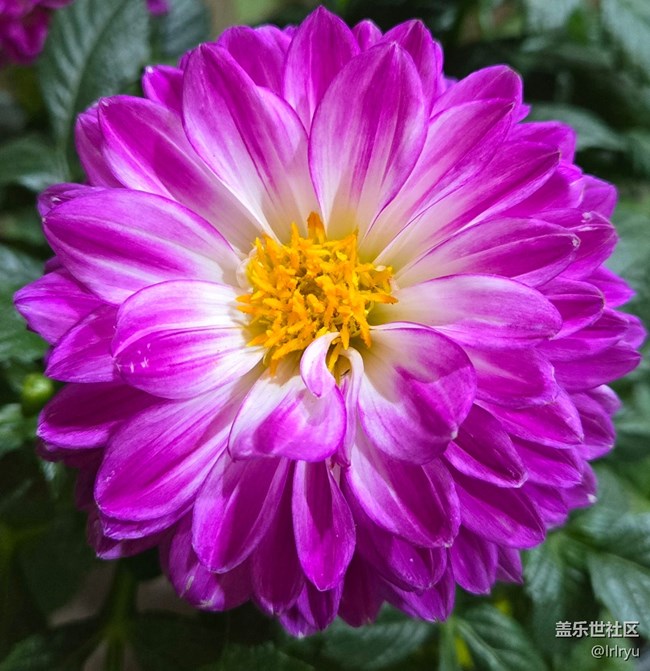 【一镜藏春】春日花语