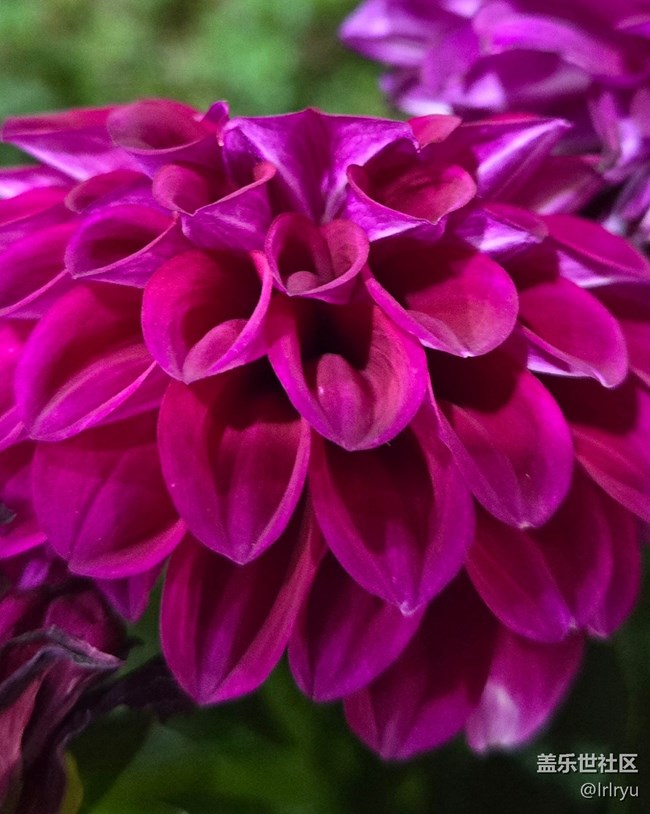 【一镜藏春】春日花语