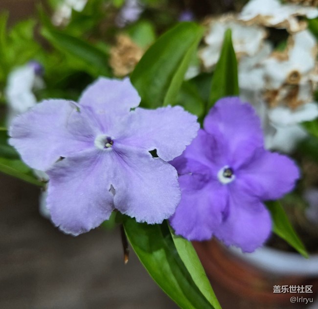 【一镜藏春】春日花语