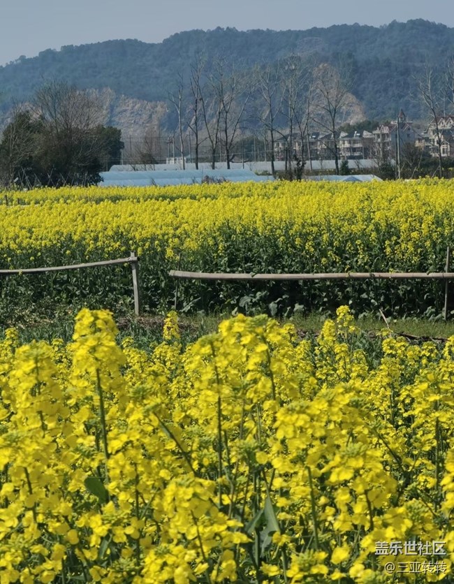 【折叠屏手机里的春天】一路生花