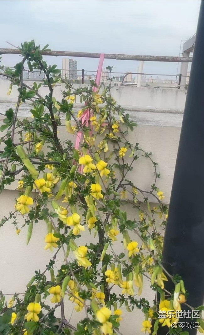 【折叠屏手机里的春天】金翅花