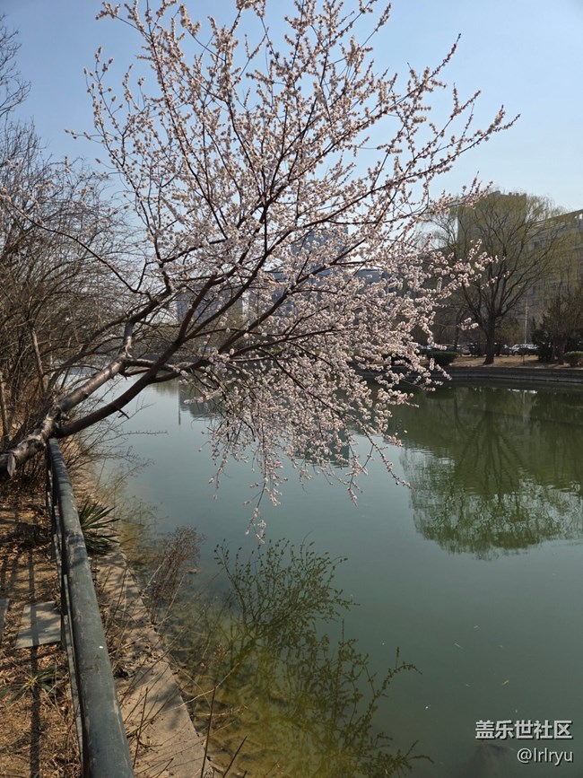 【春光拾趣】映春色