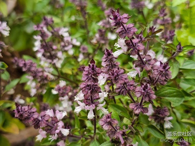 【春日限定】春日记忆