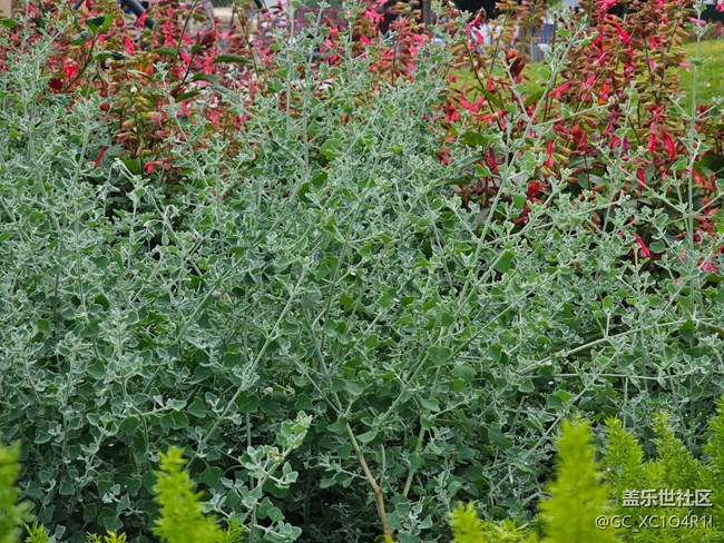 【春日限定】春日记忆