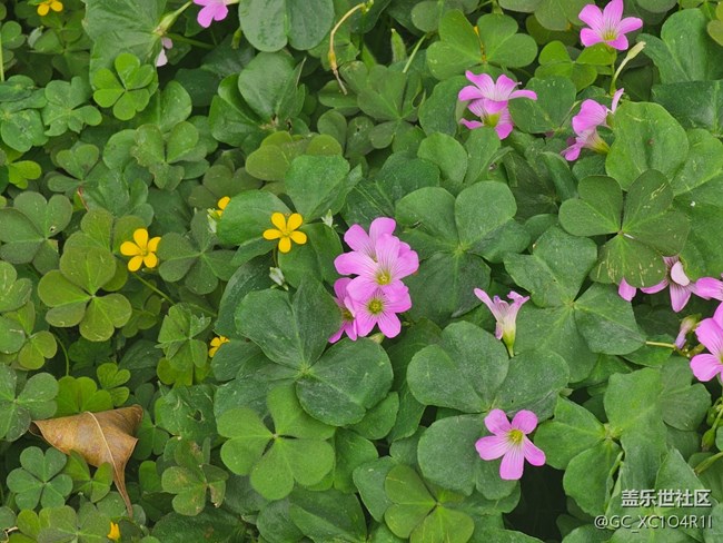 【折叠屏手机里的春天】春日漫步