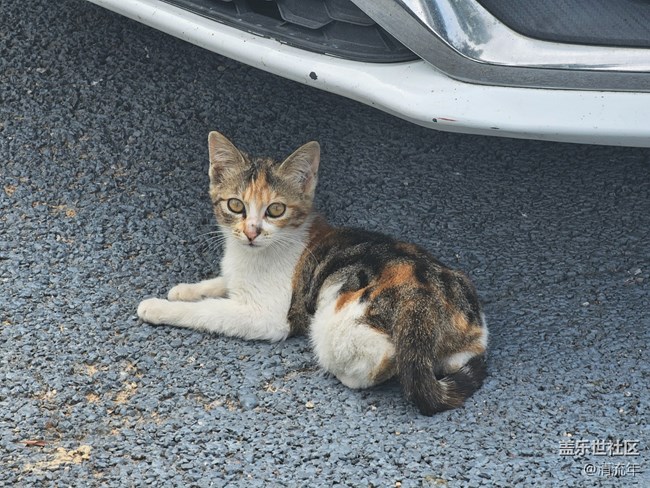 【折叠屏手机里的春天】春天散步