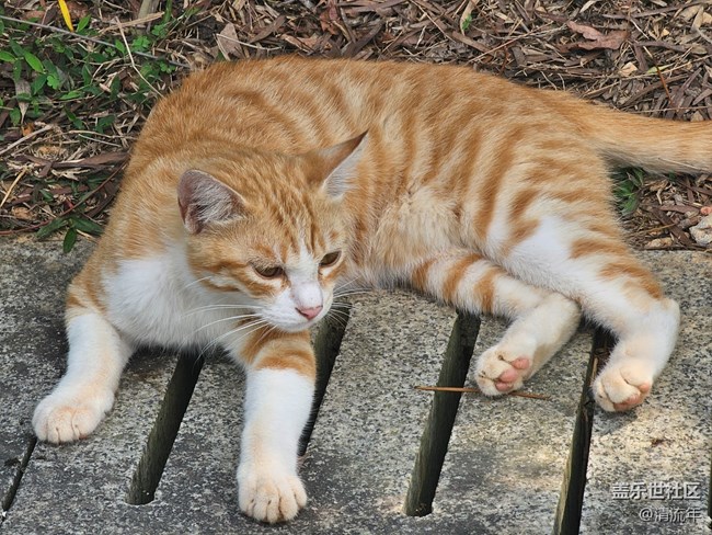 【折叠屏手机里的春天】春天散步