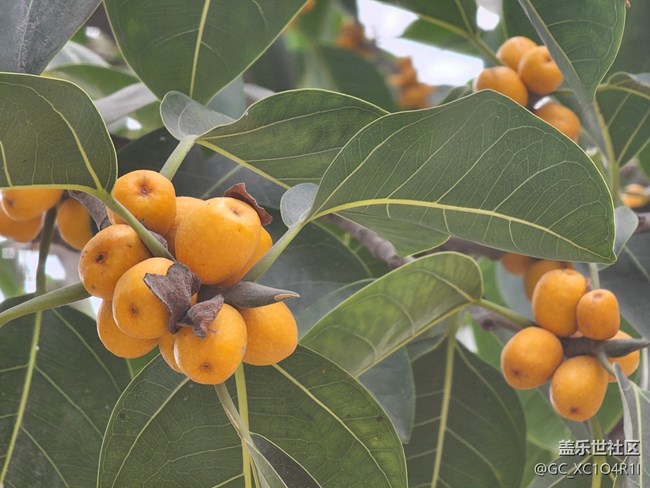 【折叠屏手机里的春天】春日漫步