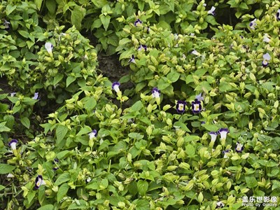 【春光里】大自然的美好