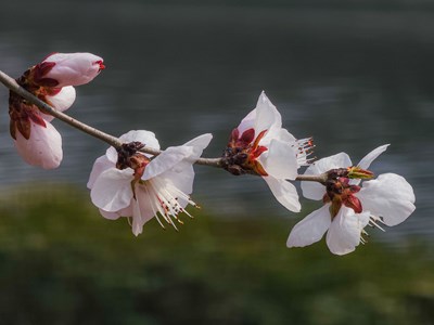 Galaxy S23 Ultra   河畔春晓