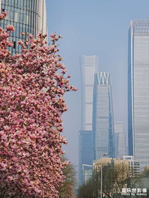 【镜藏万象】+玉兰映国贸，一城春色半城花