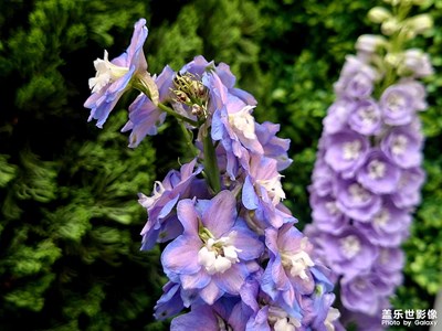 【镜藏万象】繁花似锦