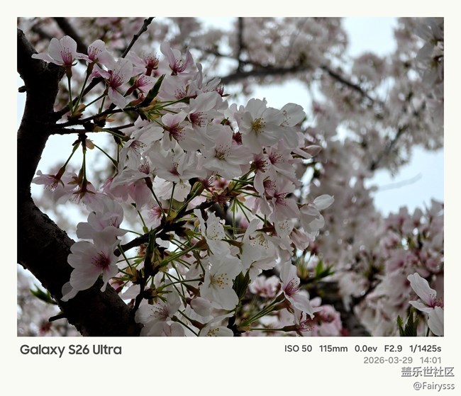 Galaxy S26 Ultra Log模式拍樱花