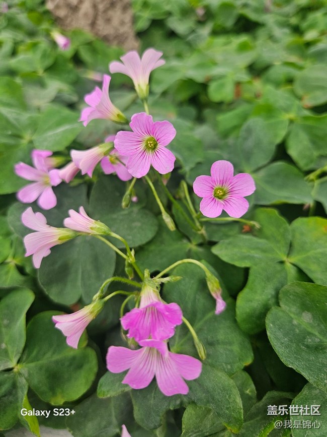 【迎春，在冬末】欢迎春来到