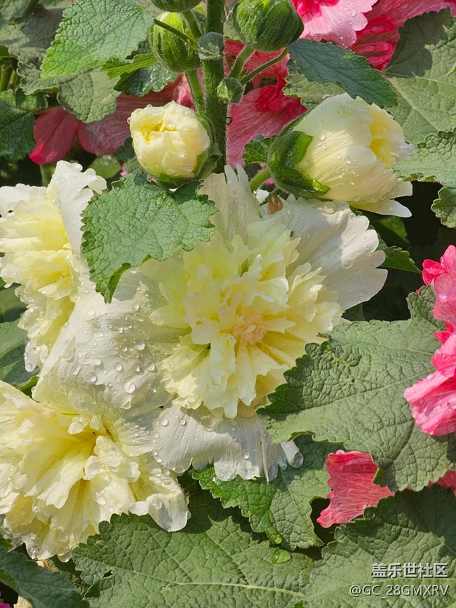 【迎春，在冬末】寻花香