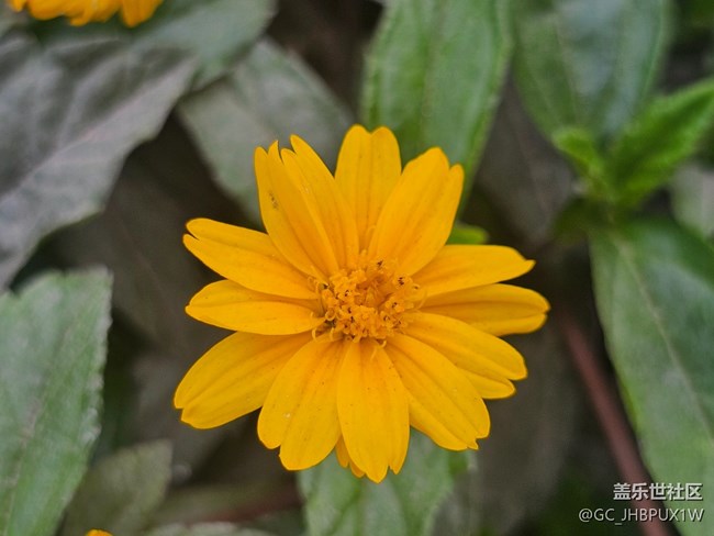 【迎春，在冬末】春日记忆