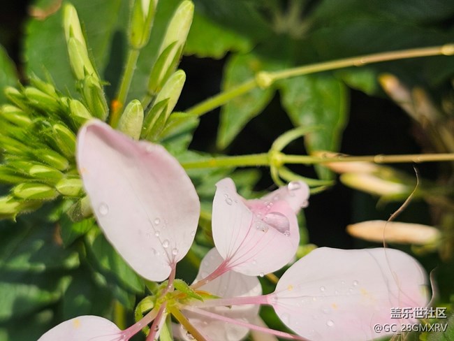 【迎春，在冬末】寻花香
