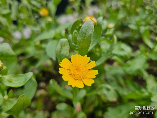 【迎春，在冬末】初春随拍