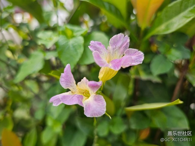 【迎春，在冬末】初春随拍