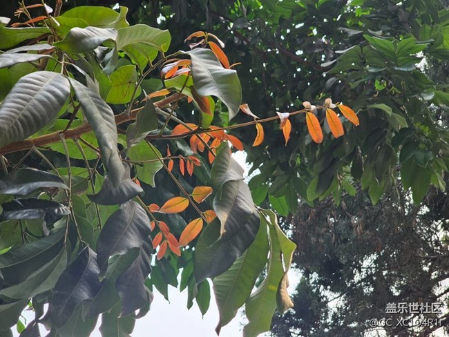 【一镜藏春】花朵盛开