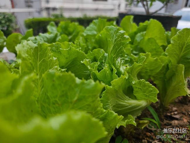 【迎春，在冬末】初春随拍