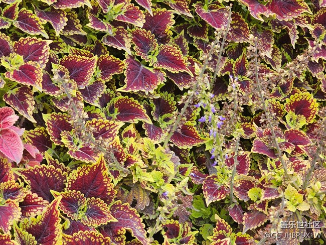 【一镜藏春】春天的颜色