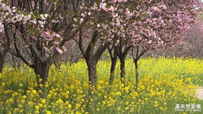 【镜藏万象】春日樱花园