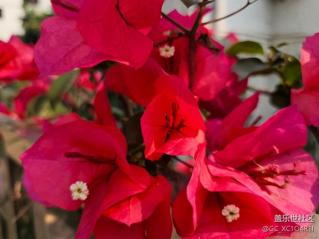 【一镜藏春】花朵盛开