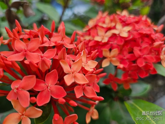 【迎春，在冬末】初春随拍