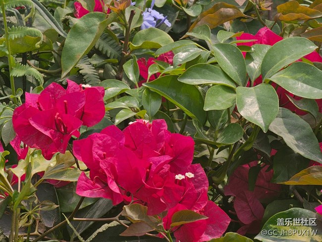 【一镜藏春】春天的颜色