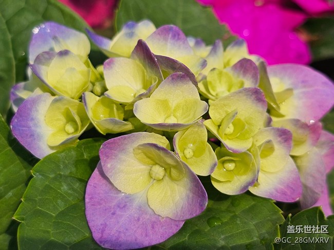 【迎春，在冬末】寻花香