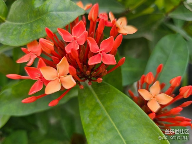 【迎春，在冬末】初春随拍