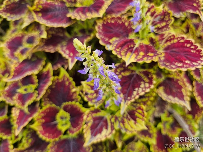 【一镜藏春】春天的颜色