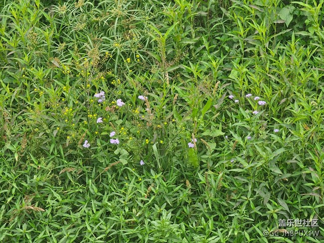 【迎春，在冬末】春日记忆