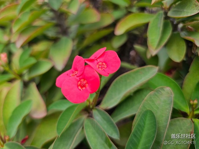 【一镜藏春】花朵盛开