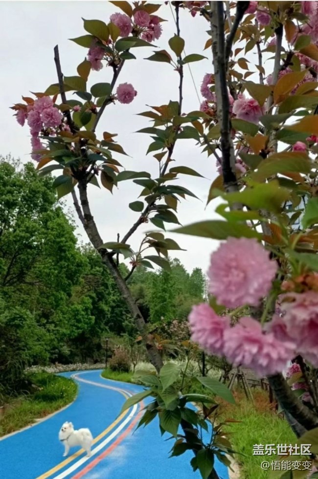 【人间四月天】后山散步