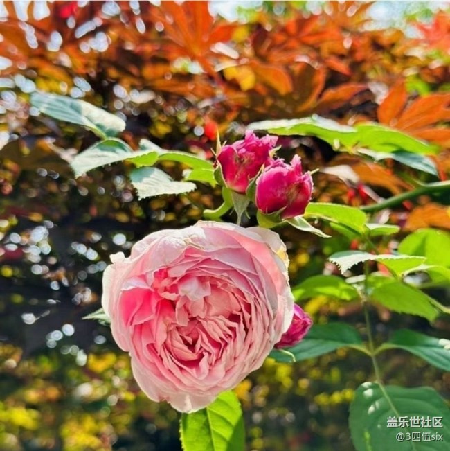 【人间四月天】美丽春天