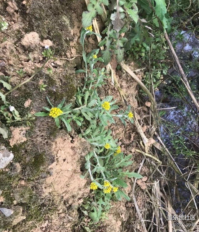 【人间四月天】回乡祭祖