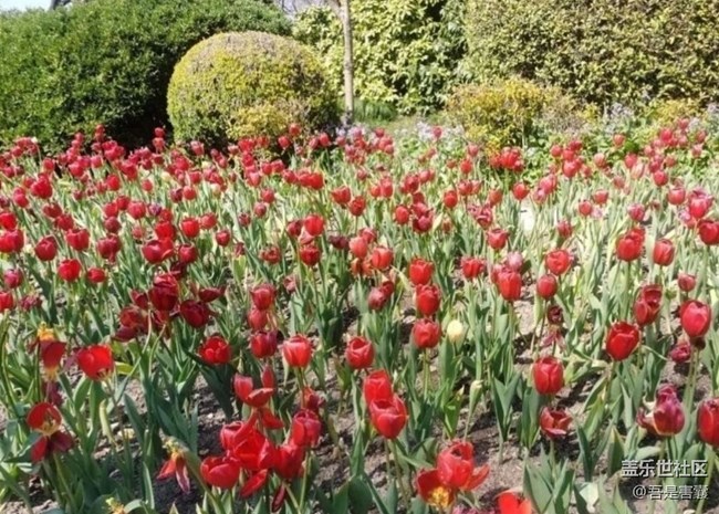 【人间四月天】春暖花开