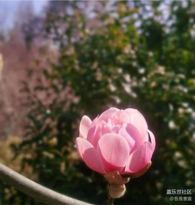 【人间四月天】春暖花开