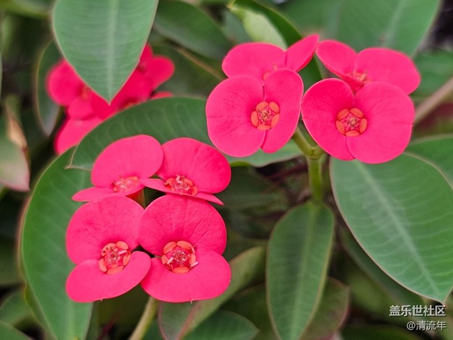 【人间四月天】四月小拍