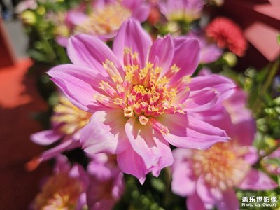 【细微之处】阳光之下