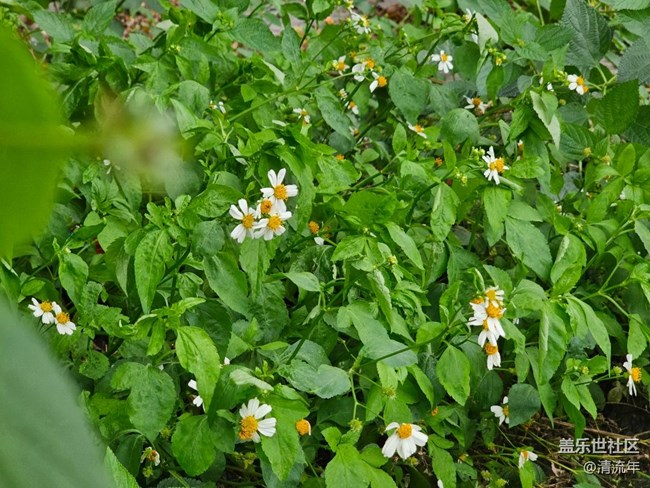 【人间四月天】四月小拍