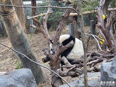 【细微之处】大熊猫